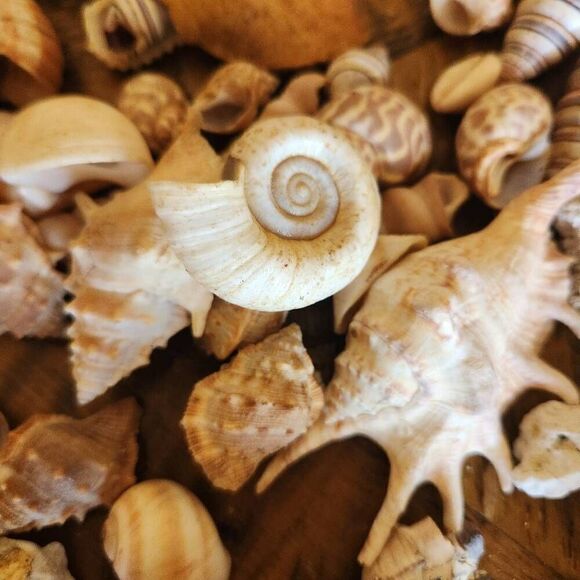 Large bundle of natural seashells barnacle starfish hermit scallop conch cerithi - Picture 9 of 14